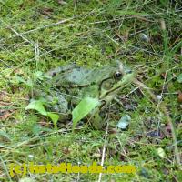 /home//u458753944/public_html/sourcegallery///Frogs/Mixed frogs/P8150192.JPG